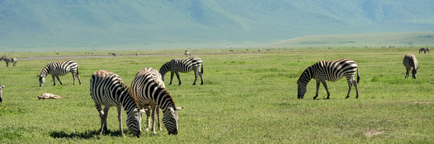 African Safari seventh slide